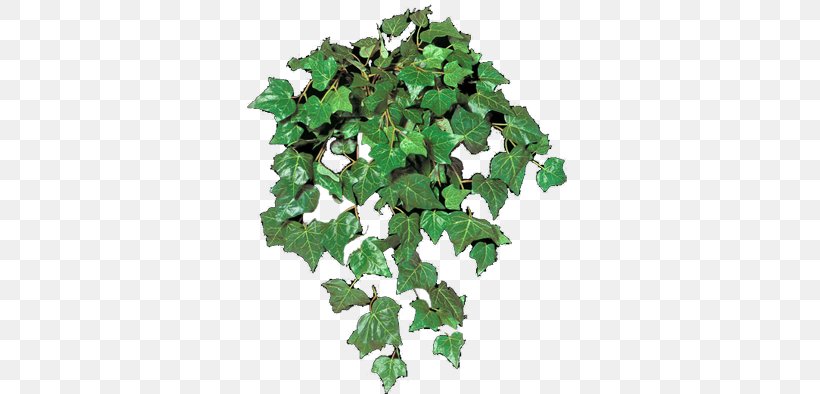Leaf Tree, PNG, 450x394px, Leaf, Ivy, Ivy Family, Plant, Tree Download Free