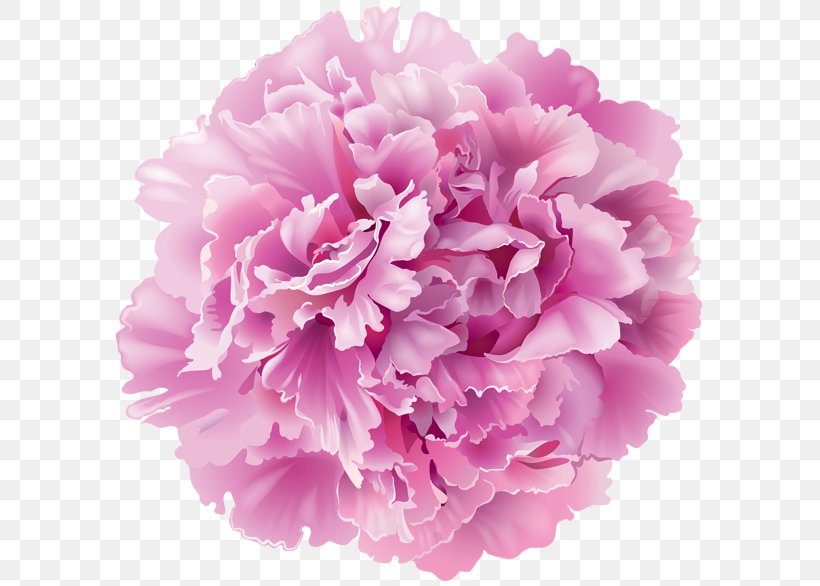 Peony Desktop Wallpaper Clip Art, PNG, 600x586px, Peony, Carnation, Cut Flowers, Display Resolution, Dots Per Inch Download Free