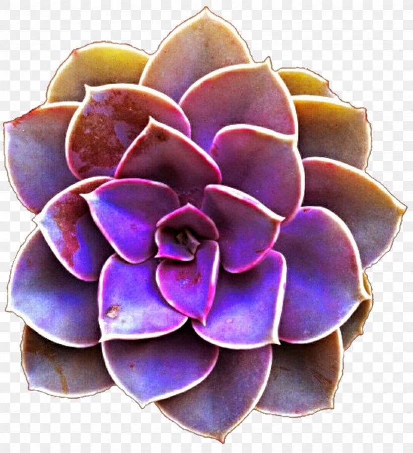 Succulent Plant Purple Color Clip Art, PNG, 1024x1124px, Succulent Plant, Blue, Cactaceae, Color, Drawing Download Free