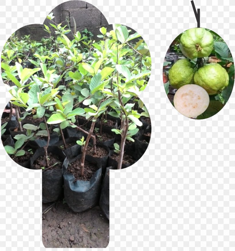Benih Tokopedia Fruit Tree Common Guava, PNG, 865x923px, Benih, Auglis, Bogor, Common Guava, Crop Download Free