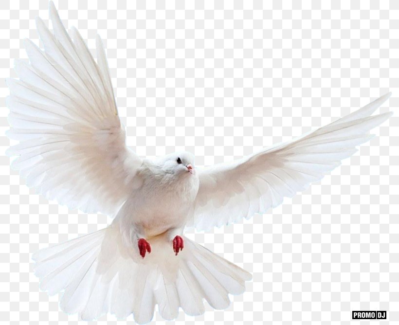 Columbidae Bird Rock Dove Doves As Symbols, PNG, 800x668px, Columbidae, Beak, Bird, Doves As Symbols, Fauna Download Free