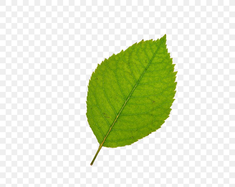 Leaf Bladnerv Clip Art, PNG, 700x651px, Leaf, Aedmaasikas, Bladnerv, Green, Home Page Download Free