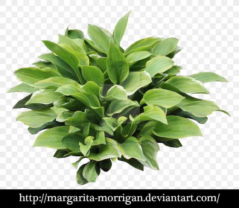 Margarita Plantain Lilies Shrub, PNG, 900x783px, Margarita, Flower, Flowerpot, Grass, Herb Download Free