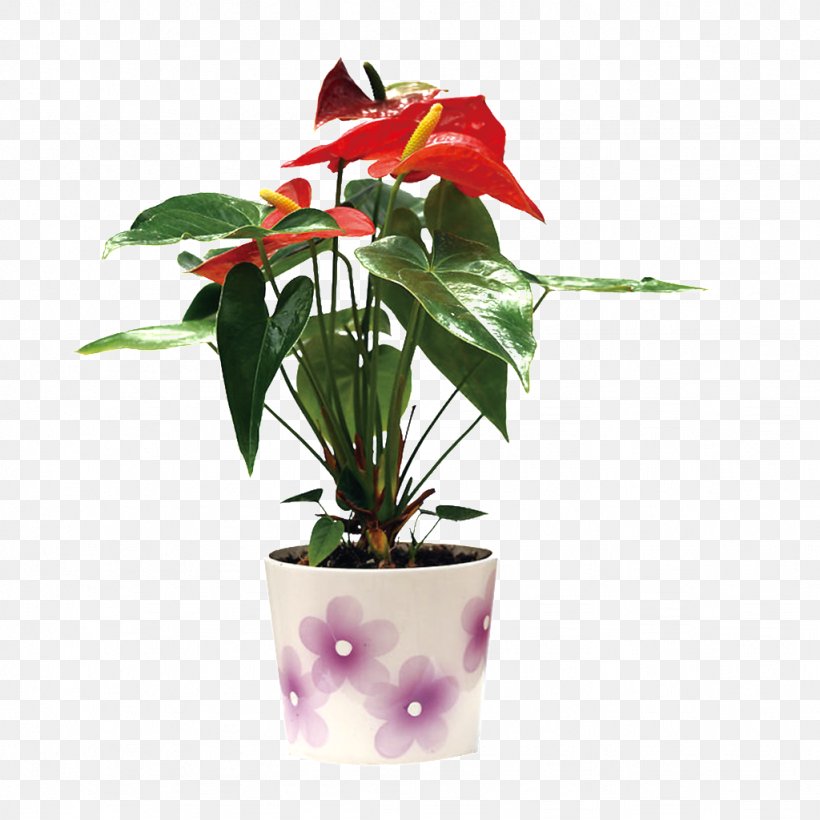 Painter's-palette Leaf Succulent Plant Clivia Lucky Bamboo, PNG, 1024x1024px, Painterspalette, Artificial Flower, Chlorophytum Comosum, Clivia, Cut Flowers Download Free