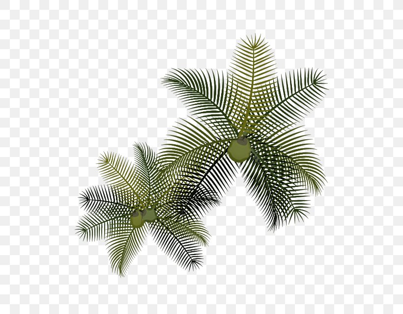Palm Tree Leaf, PNG, 640x640px, Palm Trees, Arecales, Attalea Speciosa, Branch, Coconut Download Free