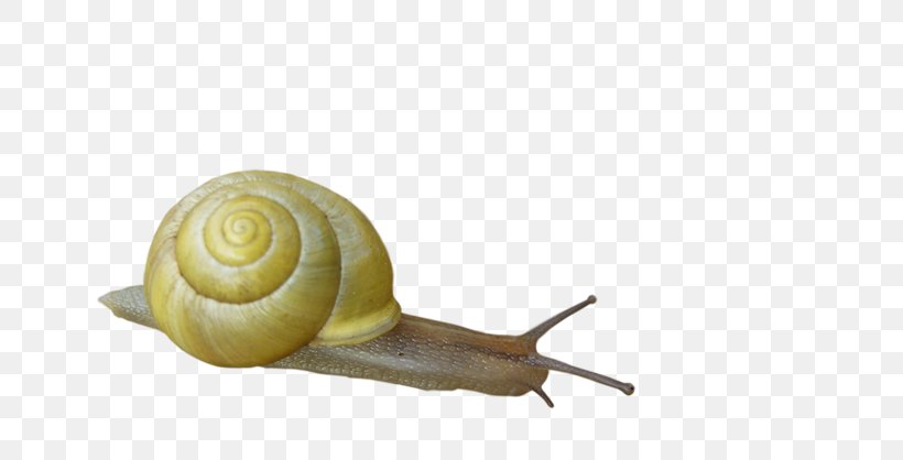 Snail Orthogastropoda Insect, PNG, 704x418px, Snail, Animal, Animation, Beneficial Insects, Caracol Download Free