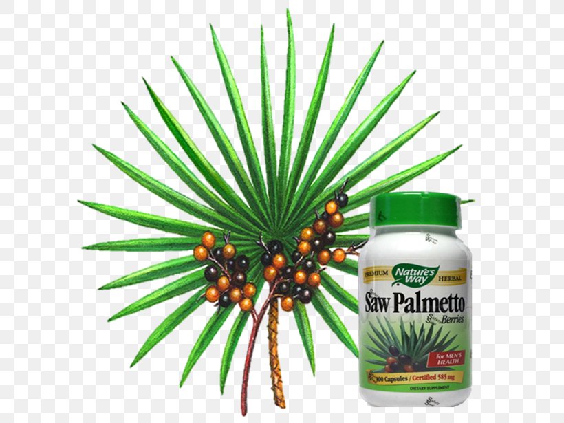 Arecaceae Saw Palmetto Extract Prostate Dihydrotestosterone, PNG