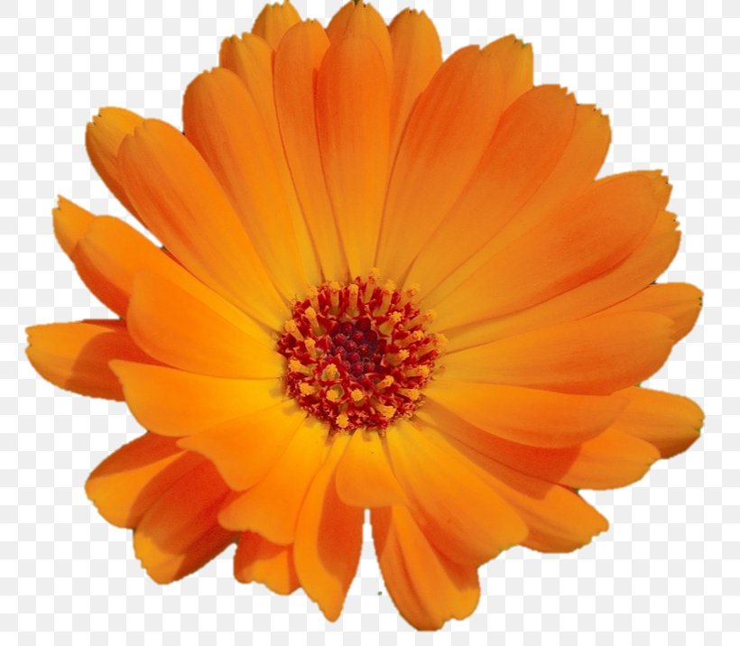 Calendula Officinalis Orange Blume Flower Cappuccino, PNG, 780x716px, Calendula Officinalis, Blume, Calendula, Cappuccino, Daisy Family Download Free