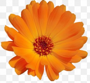 Orange - Calendula Officinalis Orange Blume Flower Cappuccino PNG