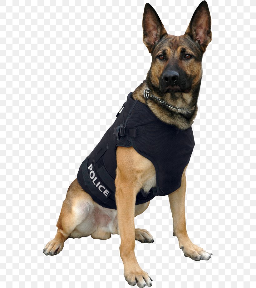 German Shepherd Police Dog Bullet Proof Vests Gilets, PNG, 546x921px, German Shepherd, Assistance Dog, Bullet Proof Vests, Bulletproofing, Carnivoran Download Free