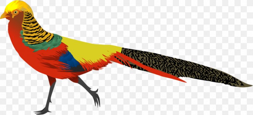 Golden Pheasant Phasianidae Bird Clip Art, PNG, 900x411px, Golden Pheasant, Animal, Animal Figure, Art, Beak Download Free