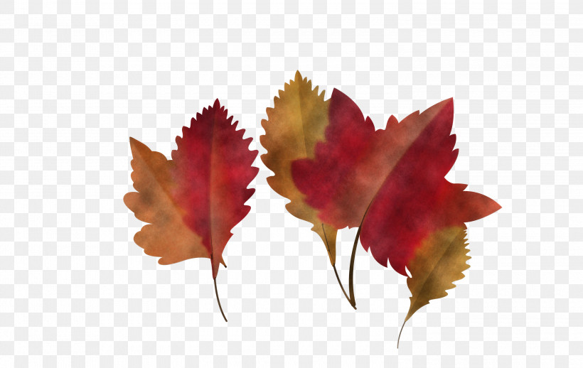 Maple Leaf, PNG, 3000x1897px, Autumn Leaf, Biology, Cartoon Leaf, Computer, Fall Leaf Download Free