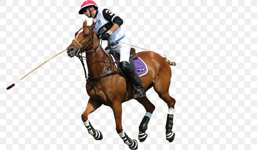 Polo Rein Horse Equestrian Sport, PNG, 782x479px, Polo, Animal Sports, Bit, Bridle, Equestrian Download Free