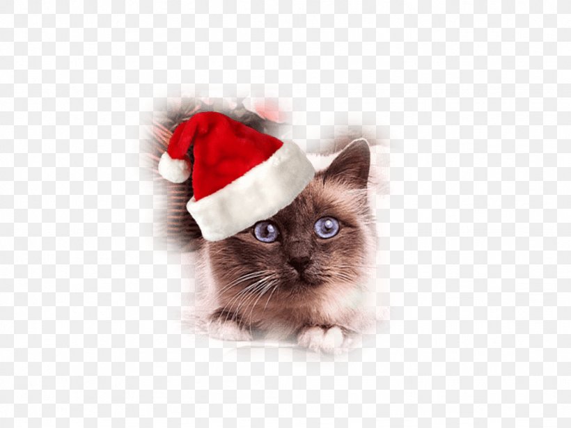 Whiskers Cat Kitten Christmas Santa Claus, PNG, 1024x768px, Whiskers, Carnivoran, Cat, Cat Like Mammal, Christmas Download Free