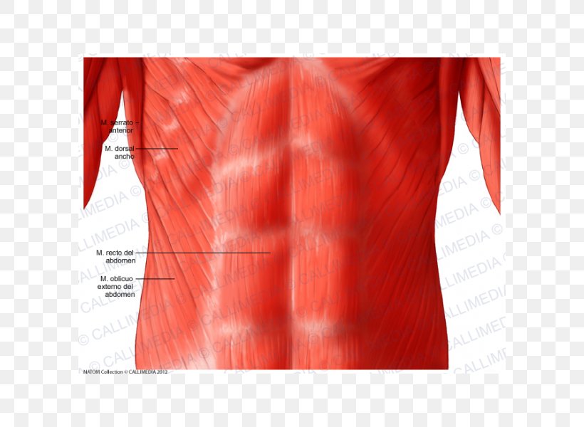 Pelvis Abdomen Anatomy Muscle Muscular System, PNG, 600x600px, Watercolor, Cartoon, Flower, Frame, Heart Download Free