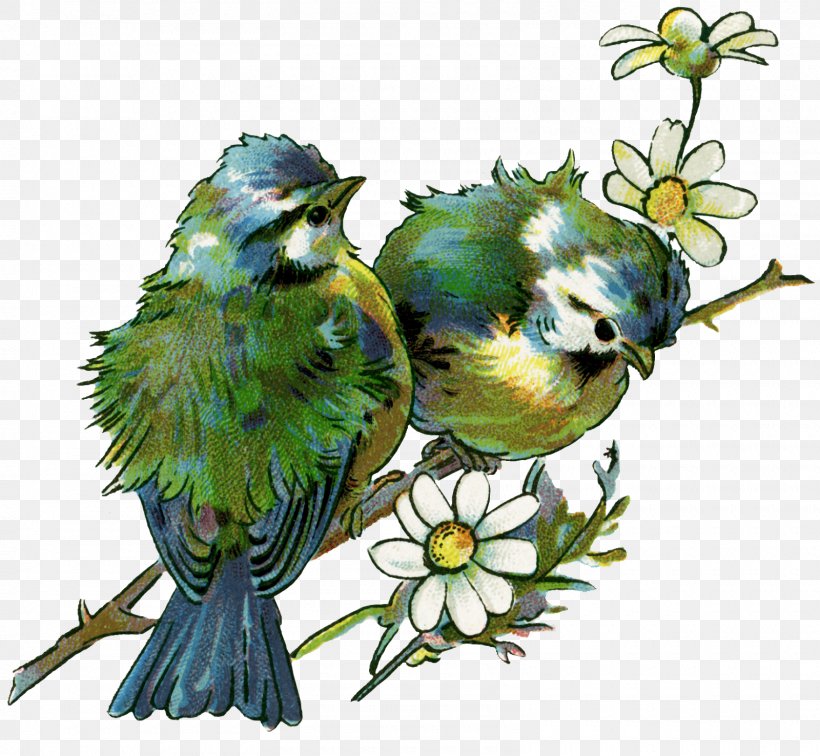Bird Drawing Wall Decal Clip Art, PNG, 1600x1476px, Bird, Beak, Branch, Chickadee, Common Pet Parakeet Download Free