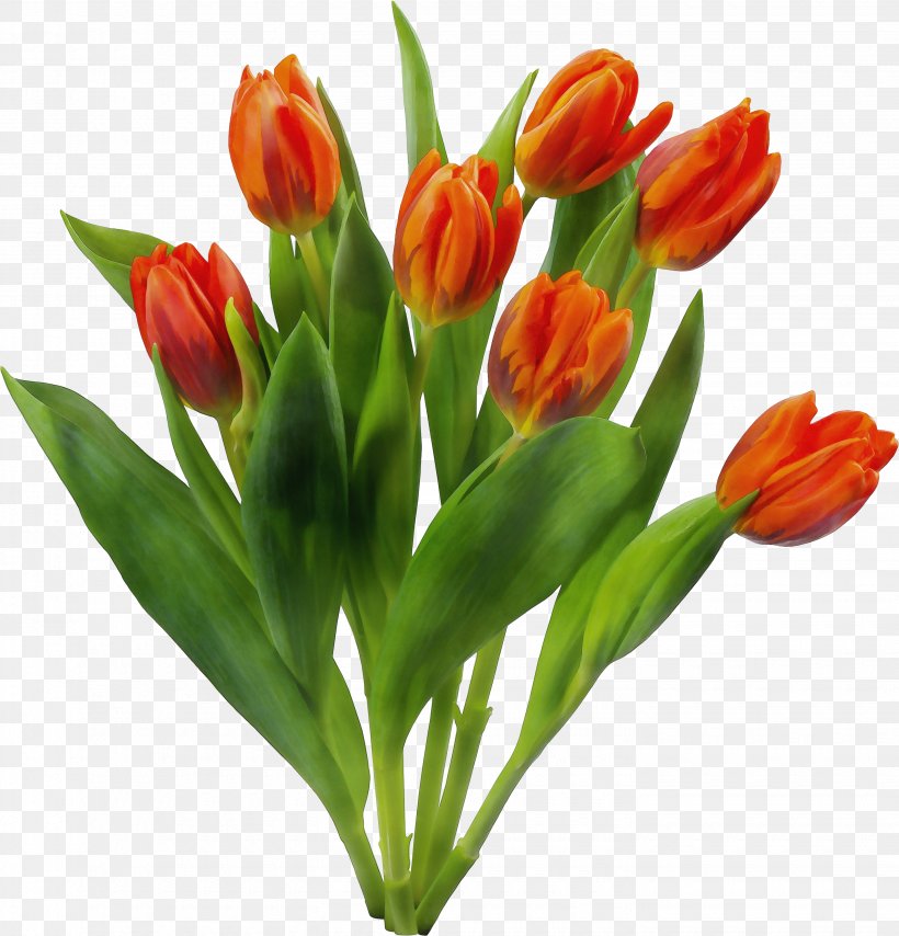 Orange, PNG, 2880x3000px, Watercolor, Cut Flowers, Flower, Flowering Plant, Leaf Download Free