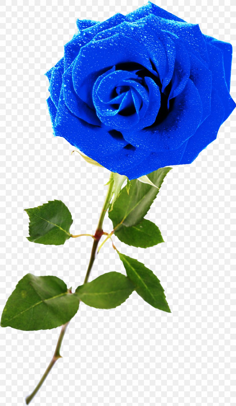 Blue Rose Garden Roses Rosaceae Centifolia Roses, PNG, 1478x2544px, Blue Rose, Azure, Blue, Centifolia Roses, Cobalt Blue Download Free