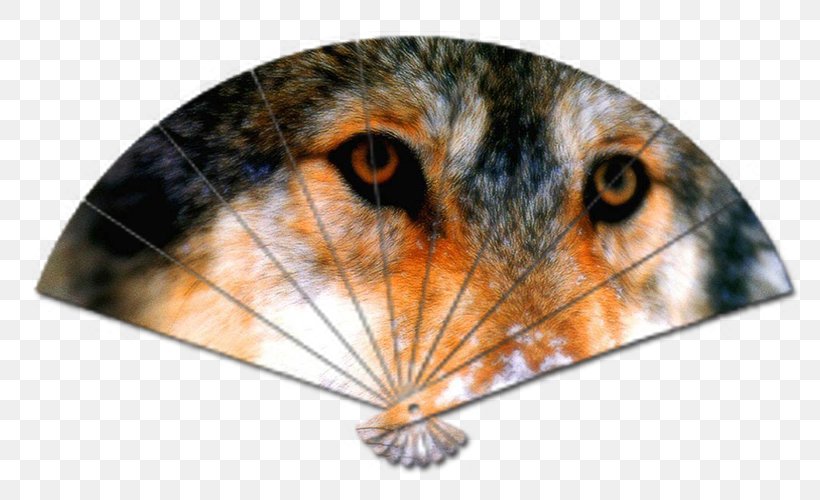 Gray Wolf Cat Animal Snout Proverb, PNG, 800x500px, Gray Wolf, Android, Animal, Carnivoran, Cat Download Free