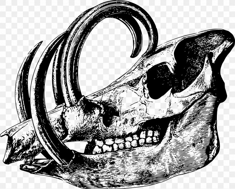 Skull Babirusa Bone Drawing Skeleton, PNG, 1920x1549px, Skull, Animal, Automotive Design, Babirusa, Black And White Download Free