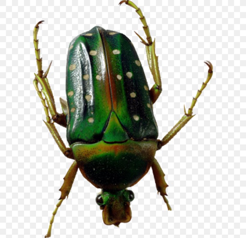 Beetle, PNG, 600x791px, Beetle, Arthropod, Dung Beetle, Image File Formats, Insect Download Free