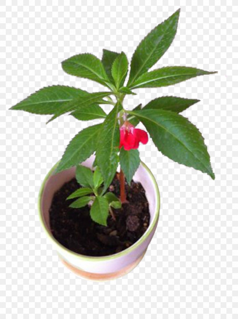 Impatiens Balsamina Houseplant, PNG, 900x1206px, Impatiens Balsamina, Flowerpot, Herb, Houseplant, Leaf Download Free