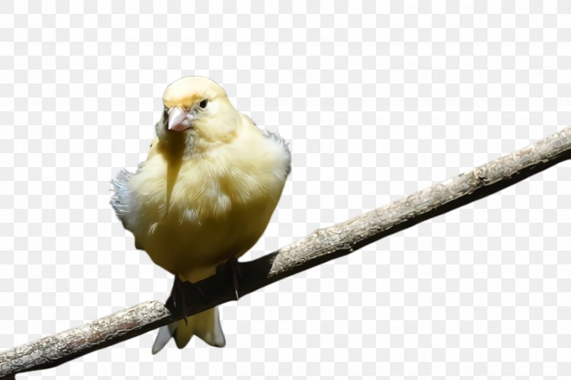 Feather, PNG, 2448x1632px, Bird, Atlantic Canary, Beak, Branch, Canary Download Free