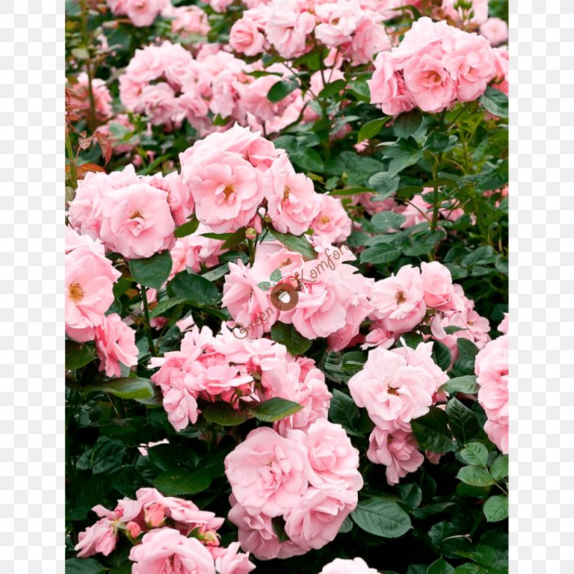 Floribunda Garden Roses Cabbage Rose China Rose Memorial Rose, PNG, 1500x1500px, Floribunda, Annual Plant, Azalea, Busy Lizzie, Cabbage Rose Download Free