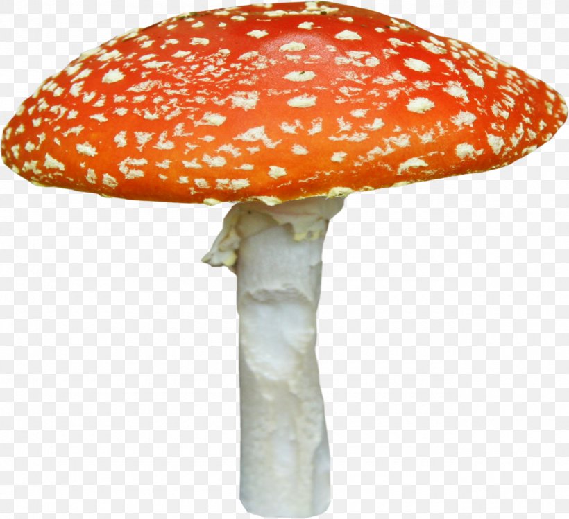 Fungus Amanita Mushroom, PNG, 1280x1170px, Fungus, Agaric, Amanita, Animation, Boletus Edulis Download Free