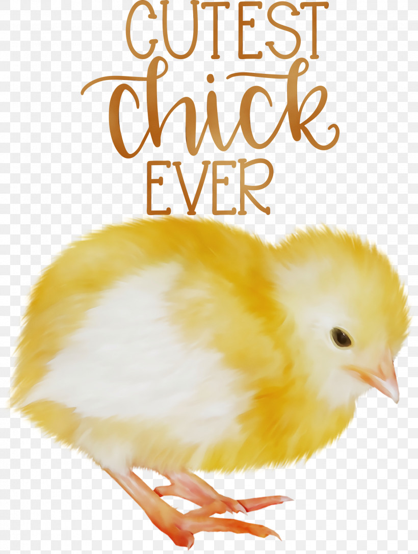 Landfowl Chicken Meter Beak Font, PNG, 2263x3000px, Happy Easter, Beak, Biology, Chicken, Landfowl Download Free
