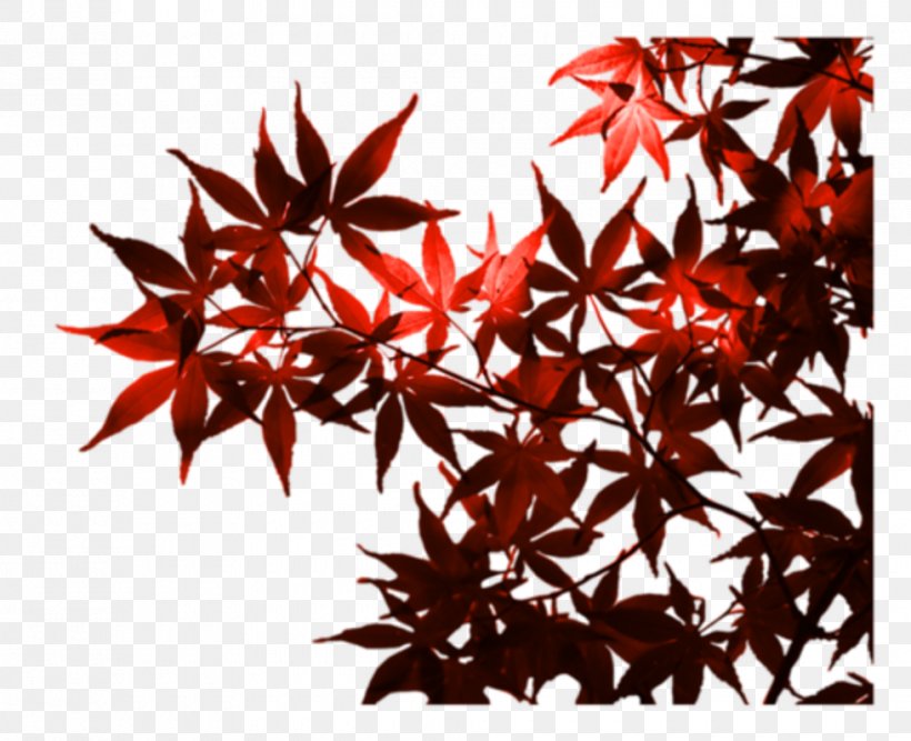 Maple Leaf Autumn TEMA Foundation, PNG, 980x798px, Maple Leaf, Autumn, Leaf, Maple, Maple Tree Download Free