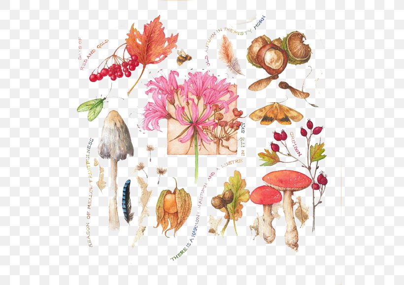 Botanical Illustration Painter Watercolor Painting Botany Illustration, PNG, 567x580px, Botanical Illustration, Art, Artist, Botany, Cut Flowers Download Free