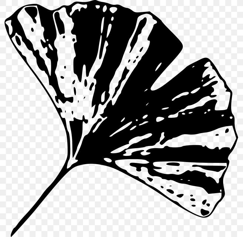 Ginkgo Biloba Tree Plant Leaf Clip Art, PNG, 803x800px, Ginkgo Biloba, Black, Black And White, Branch, Butterfly Download Free