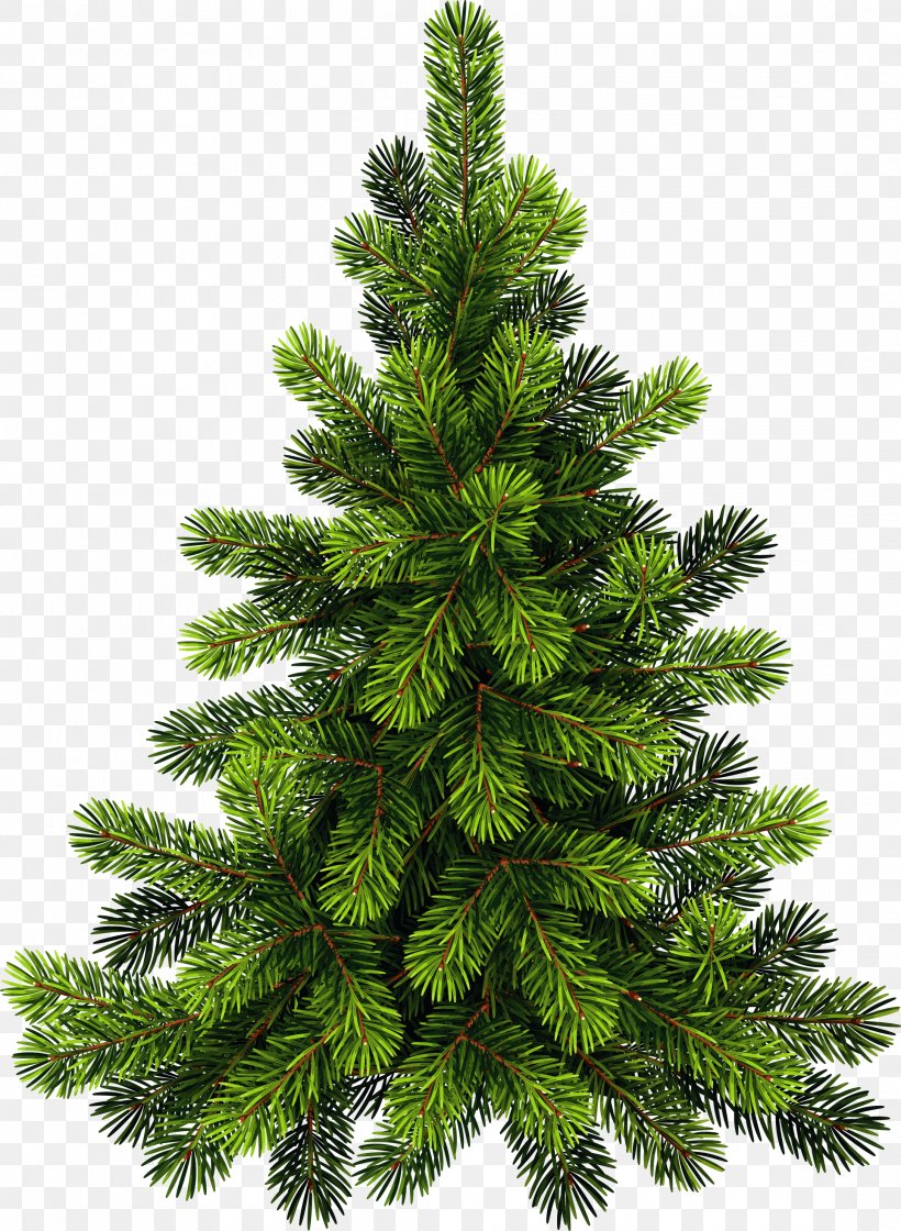 Clip Art Pine Tree Image, PNG, 2172x2967px, Pine, American Larch, Balsam Fir, Branch, Canadian Fir Download Free