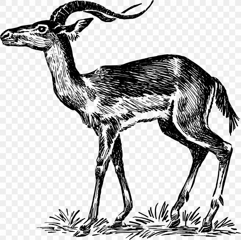 Chevrolet Impala Gazelle Antelope Clip Art, PNG, 1889x1879px, Impala, Antelope, Beak, Black And White, Camel Like Mammal Download Free