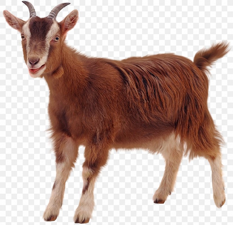 Golden Guernsey Sheep Clip Art, PNG, 2435x2347px, Golden Guernsey, Cow Goat Family, Feral Goat, Fur, Goat Download Free