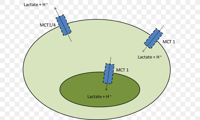 Monocarboxylate Transporter 1 Monocarboxylate Transporter 4 Lactic Acid Muscle, PNG, 650x495px, Monocarboxylate Transporter 1, Blog, Blood, Cell, Diagram Download Free