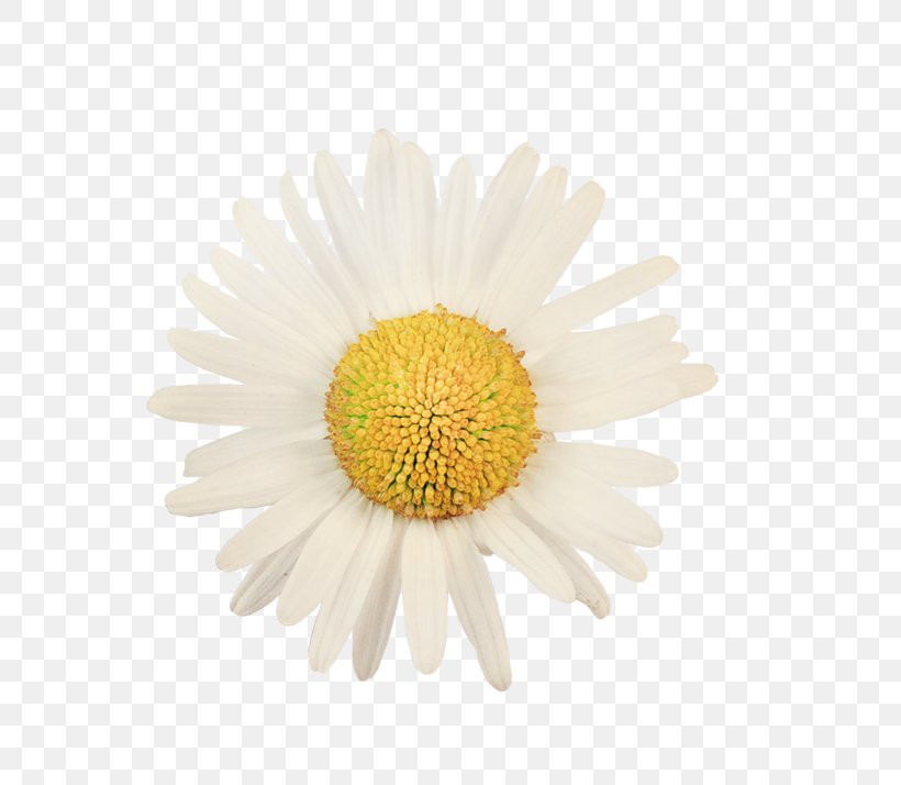 Oxeye Daisy Common Daisy Stock Photography Royalty-free Shasta Daisy, PNG, 800x714px, Oxeye Daisy, Argyranthemum Frutescens, Aster, Chrysanths, Common Daisy Download Free