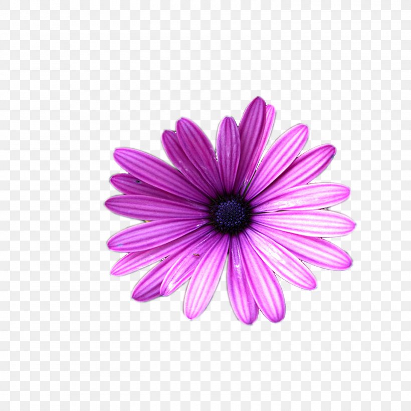 Transvaal Daisy Violet Margarita Chrysanthemum Close-up, PNG, 1500x1500px, Transvaal Daisy, Aster, Chrysanthemum, Chrysanths, Close Up Download Free