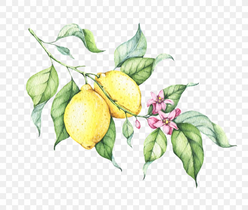 Lemon Drop Drawing, PNG, 1152x979px, Lemon, Apple, Bitter Orange, Branch, Citron Download Free