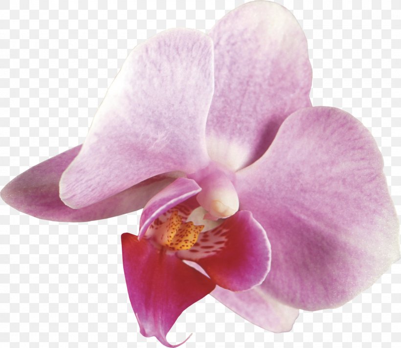 Moth Orchids Cattleya Orchids Dendrobium Plant, PNG, 1600x1391px, Orchids, Cattleya, Cattleya Orchids, Dendrobium, February Download Free