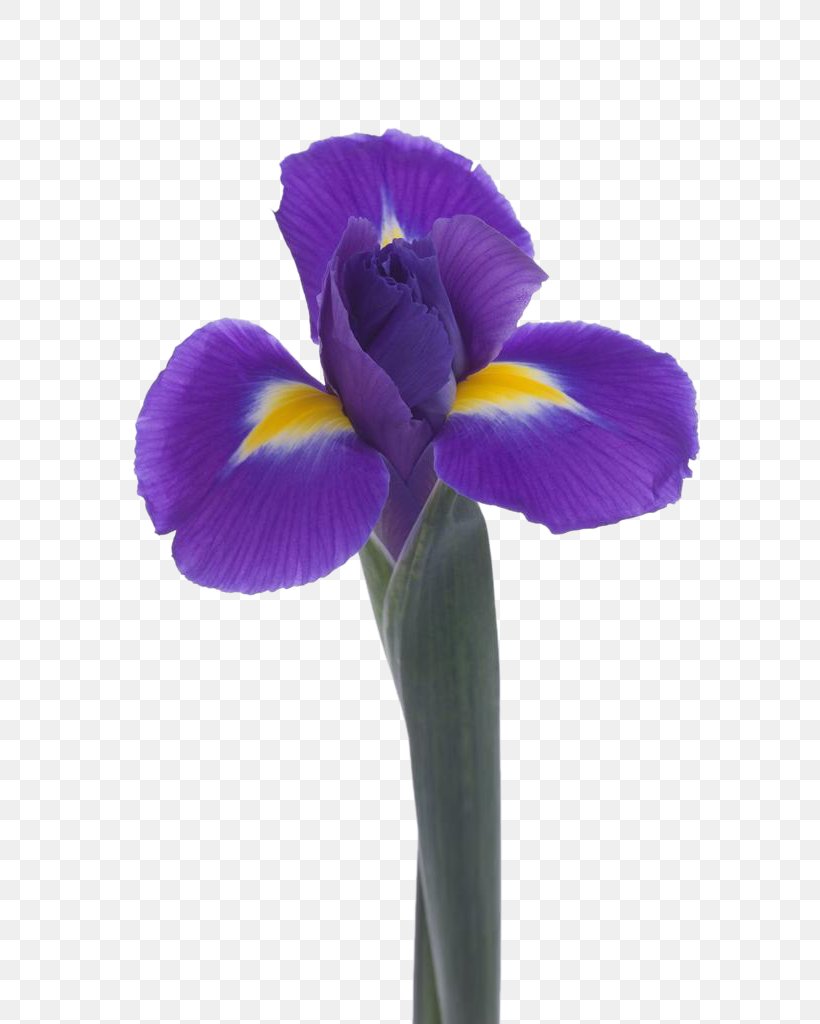 Violet Flower Lossless Compression, PNG, 682x1024px, Violet, Data, Data Compression, Flower, Flowering Plant Download Free