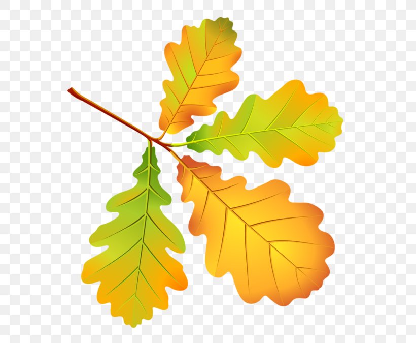 Autumn Leaves Leaf Drawing Tree, PNG, 600x675px, Autumn Leaves, Autumn, Autumn In New England, Autumn Leaf Color, Branch Download Free