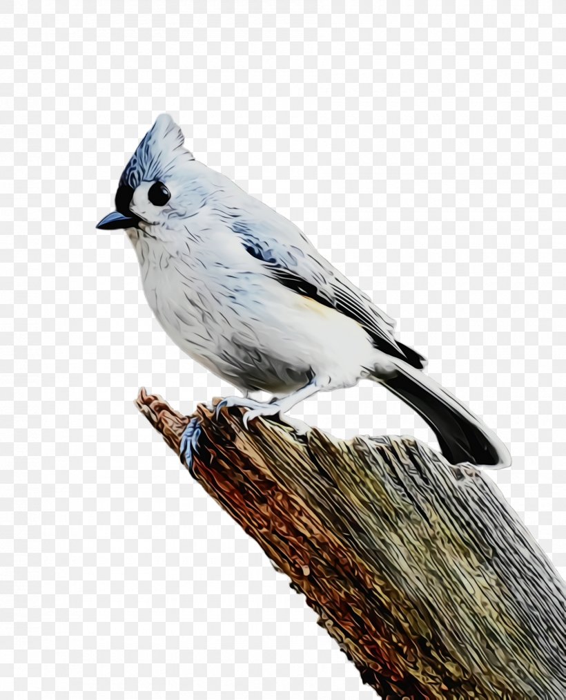 Bird Tufted Titmouse Beak Perching Bird Songbird, PNG, 1800x2224px, Watercolor, Beak, Bird, Blue Jay, Paint Download Free