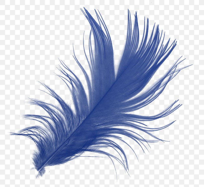 Feather Download, PNG, 785x750px, Feather, Blue, Computer Network, Eyelash, Wing Download Free