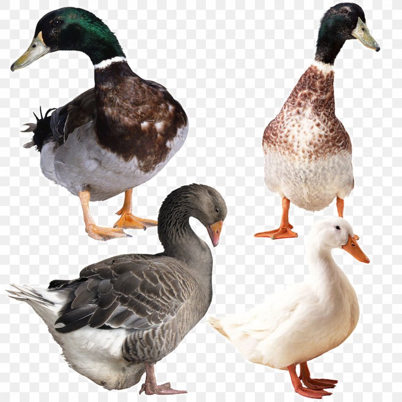 Goose Duck Image File Formats, PNG, 2133x2133px, Goose, Beak, Bird, Display Resolution, Duck Download Free