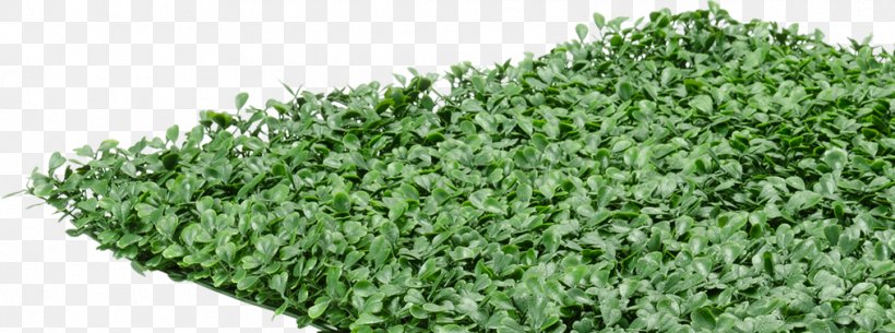 Shrub Plant Buxus Sempervirens Hedge Mat, PNG, 1015x378px, Shrub, Box, Buxus Sempervirens, Foot, Grass Download Free