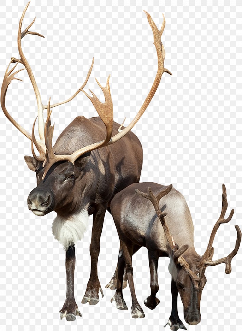 Deer Bison Boreal Woodland Caribou Stock Photography Even-toed Ungulate, PNG, 877x1198px, Deer, Antler, Bison, Boreal Woodland Caribou, Cattle Like Mammal Download Free