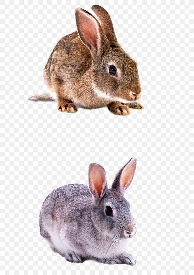Domestic Rabbit Hare, PNG, 1131x1600px, Domestic Rabbit, Angora Rabbit, Animal, Data, Data Compression Download Free