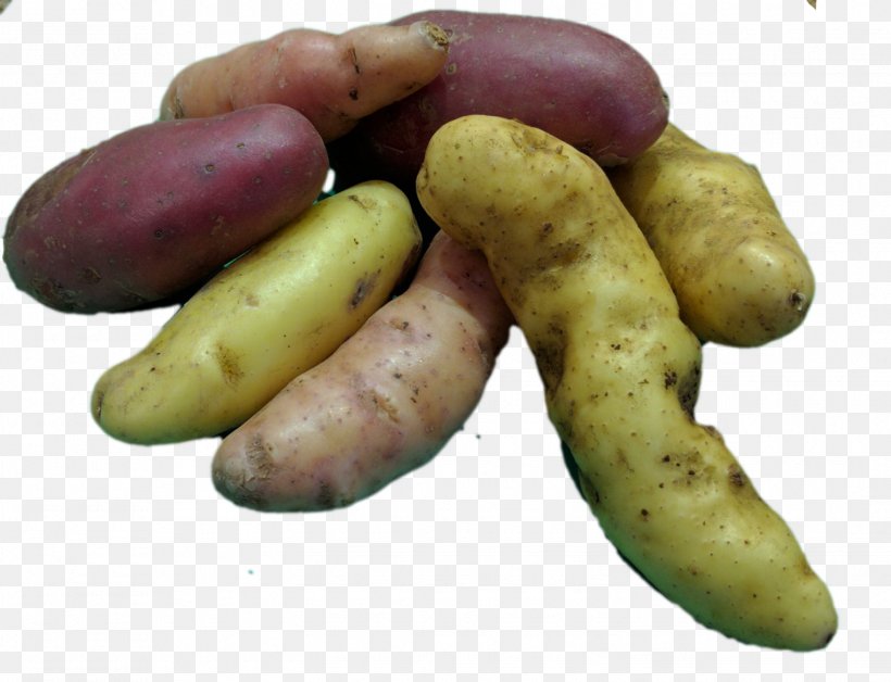 Fingerling Potato Food Root Vegetables, PNG, 1525x1168px, Potato, Banana, Barbecue, Eagle Creek Seed Potatoes, Fingerling Potato Download Free